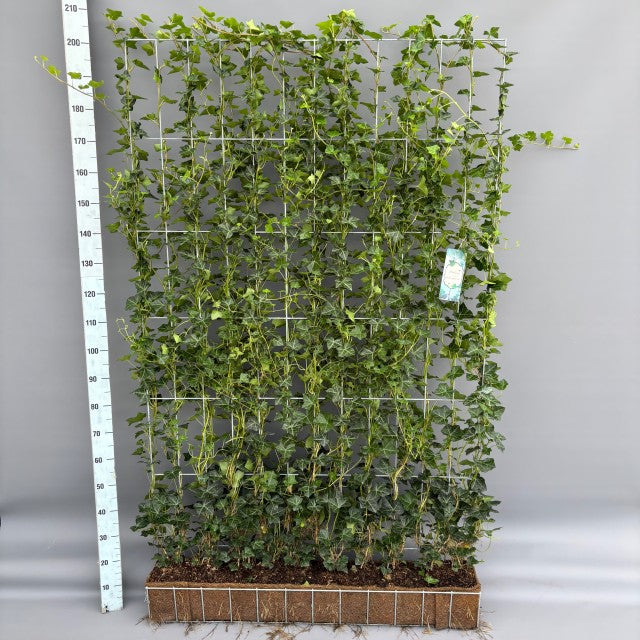 Hedera Hibernica Instant Wall Panel - Partition 180cm Tall x 120cm Wide
