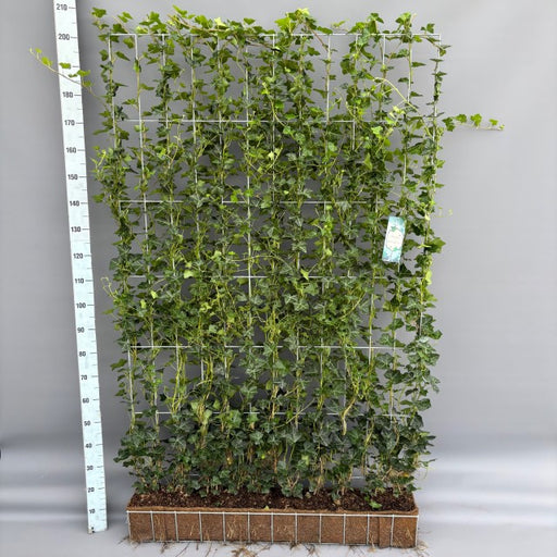 Hedera Hibernica Instant Wall Panel - Partition 180cm Tall x 120cm Wide