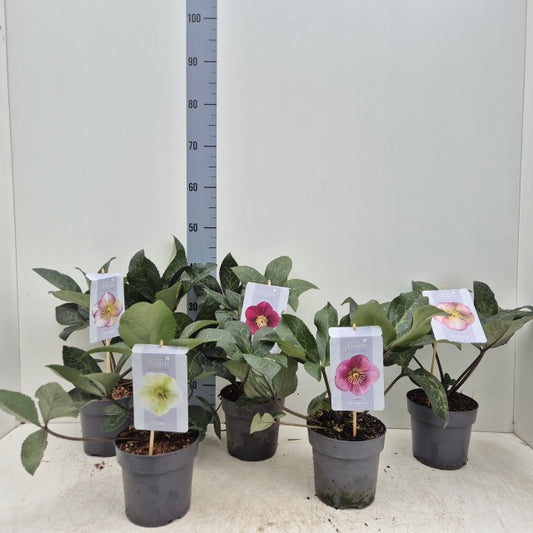 Helleborus Frost Kiss Red 1.5 Litre Pot