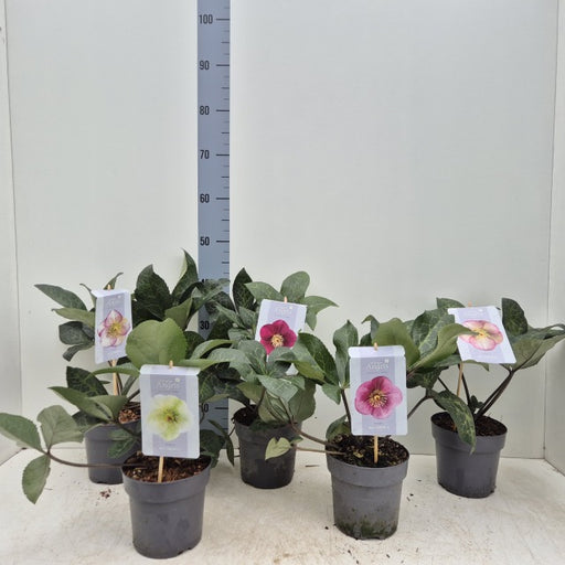 Helleborus FrostKiss White 1.5 Litre Pot