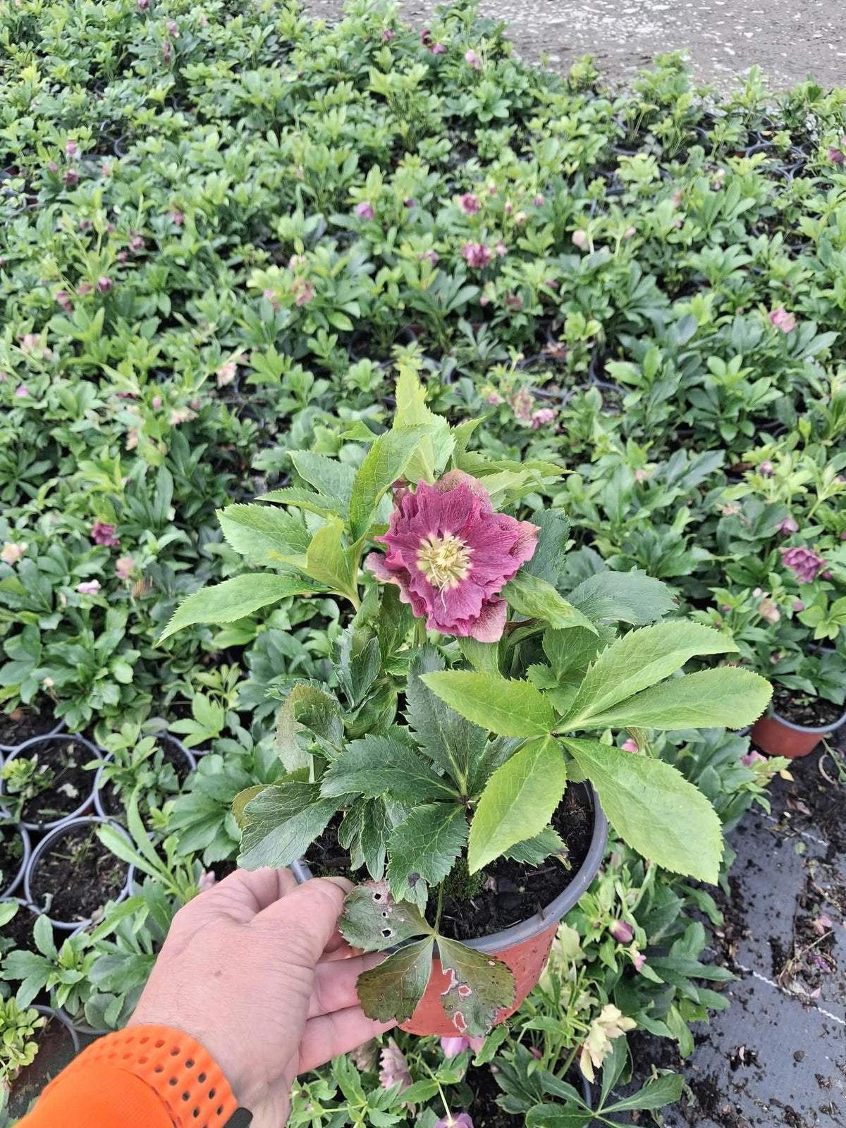 Helleborus Hyb.Havington Red 2 Litre Pot