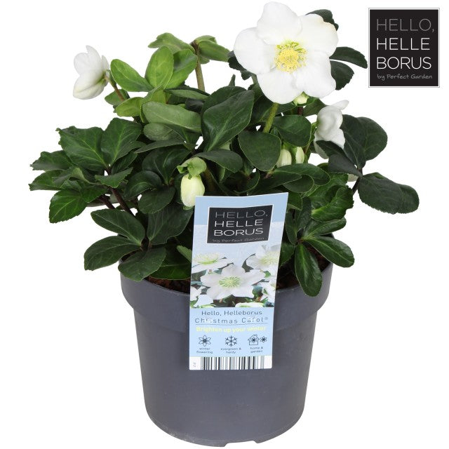 Helleborus Niger Christmas Carol 2 Litre Pot