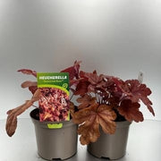 Heuchera Buttered Rum 2 Litre Pot