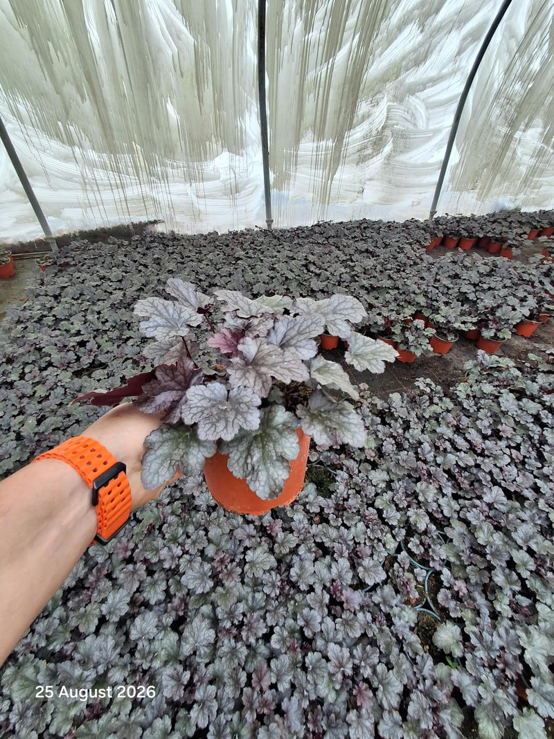 Heuchera Plum Pudding 2 Litre Pot