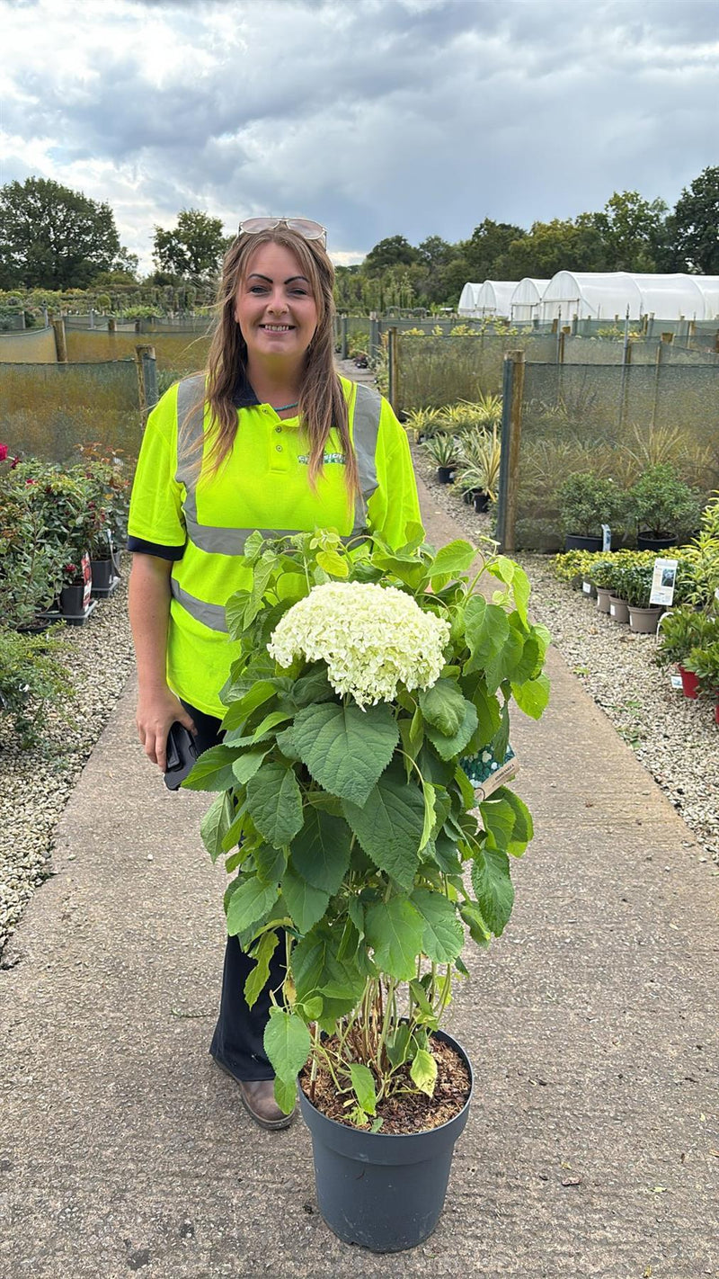 Hydrangea Arborescens Strong Annabelle 12 Litre Pot 80/100cm Delivery September