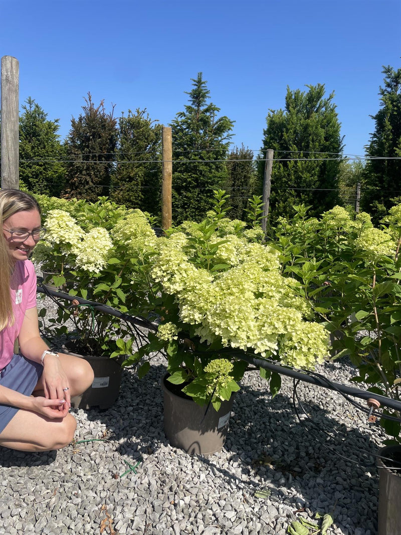 Hydrangea Paniculata Limelight 12 Litre Pot 100-125cm Delivery September