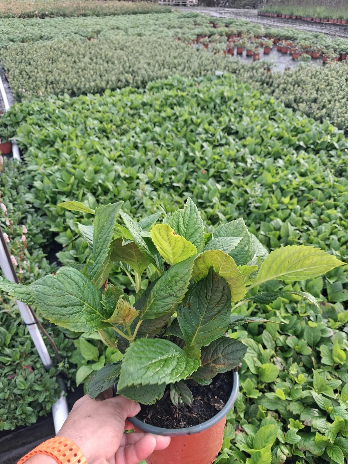 Hydrangea macrophylla Nikko Blue 2 Litre Pot