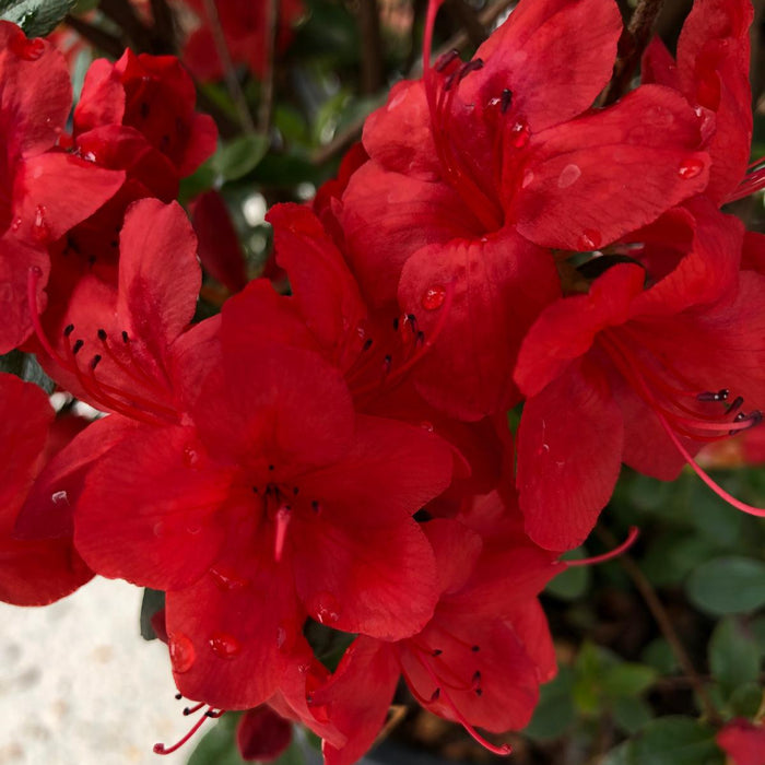 Azalea Japonica Stewartstonian 15 Litre Pot