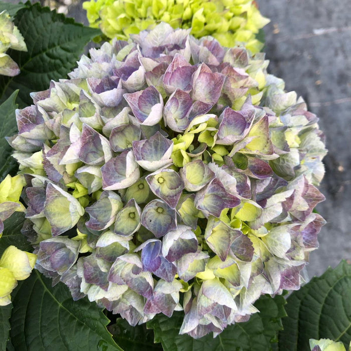 Hydrangea Mac Blue Ball 5 Litre Pot