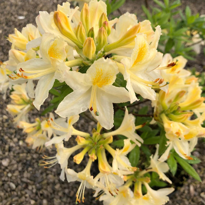 Azalea Mollis Persil 10 Litre Pot