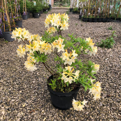 Azalea Mollis Persil 10 Litre Pot