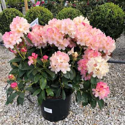 Rhododendron Yak. Percy Wiseman 20 Litre Pot