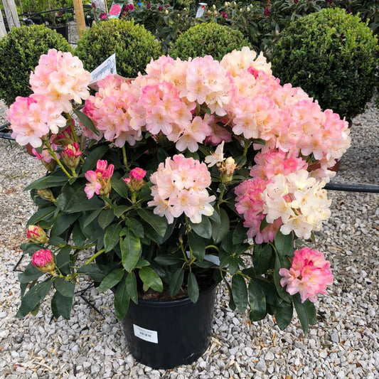 Rhododendron Yak. Percy Wiseman 20 Litre Pot