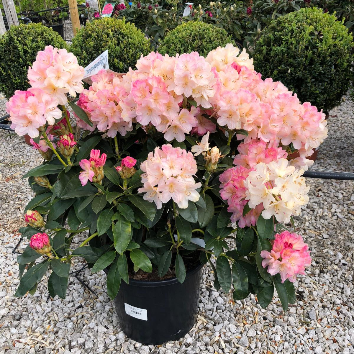 Rhododendron Yak. Percy Wiseman 20 Litre Pot — Grasslands Nursery