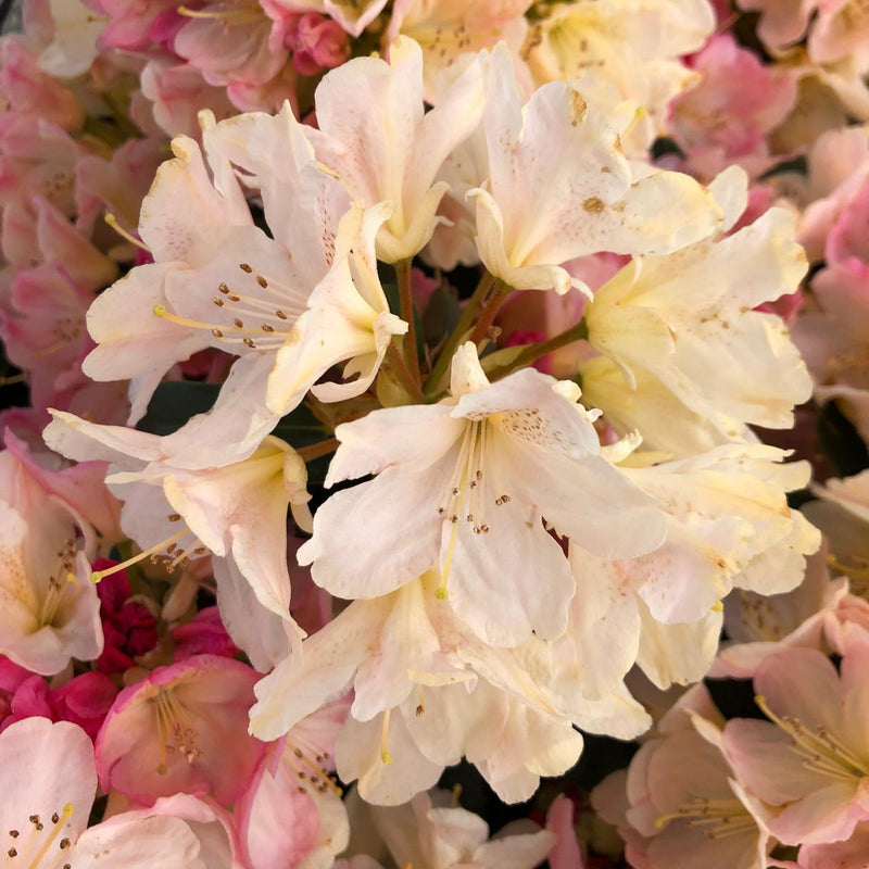Rhododendron Yak. Percy Wiseman 20 Litre Pot