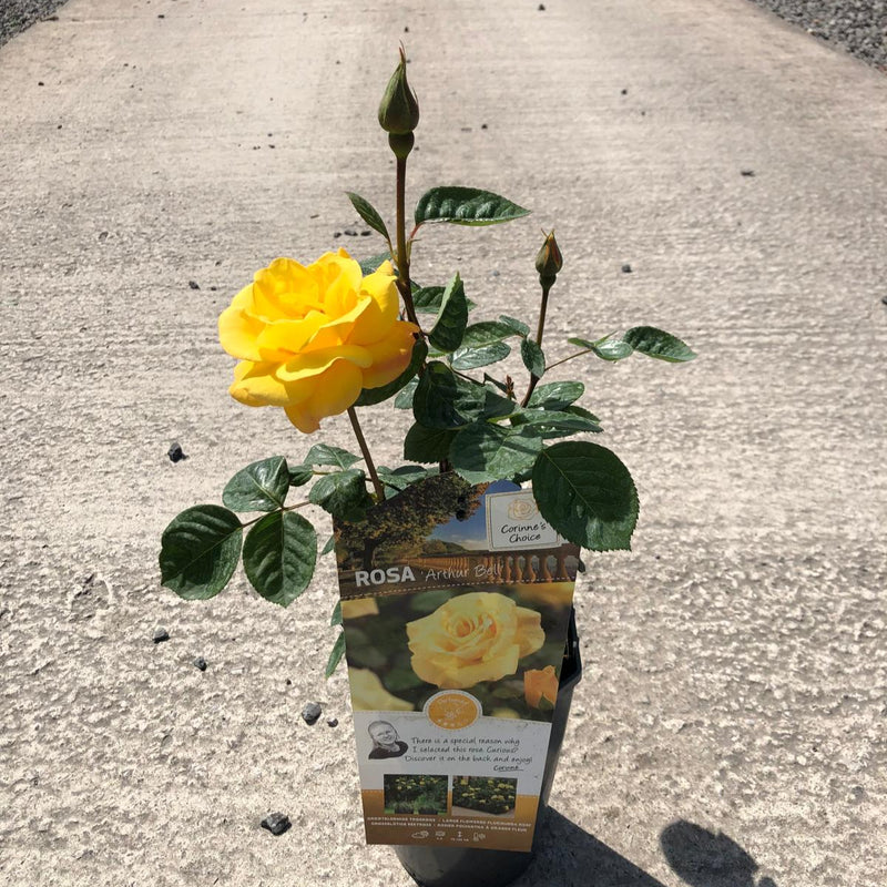 Rose Arthur Bell 3 Litre Pot