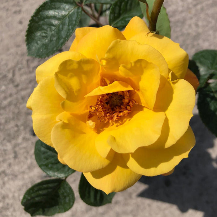 Rose Arthur Bell 3 Litre Pot