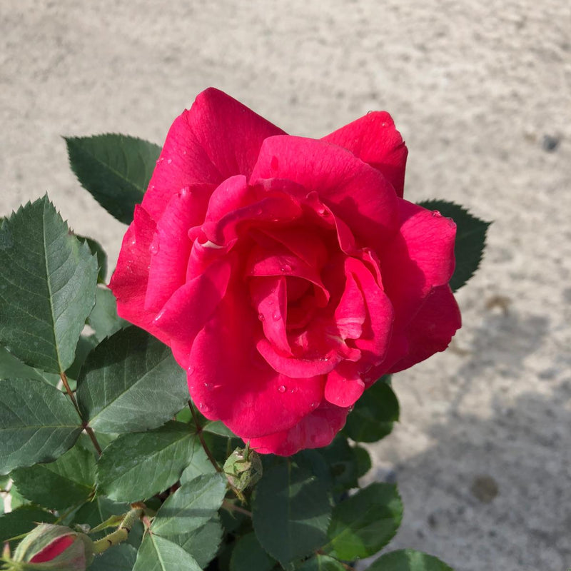 Rose Rose Goujard 3 Litre Pot