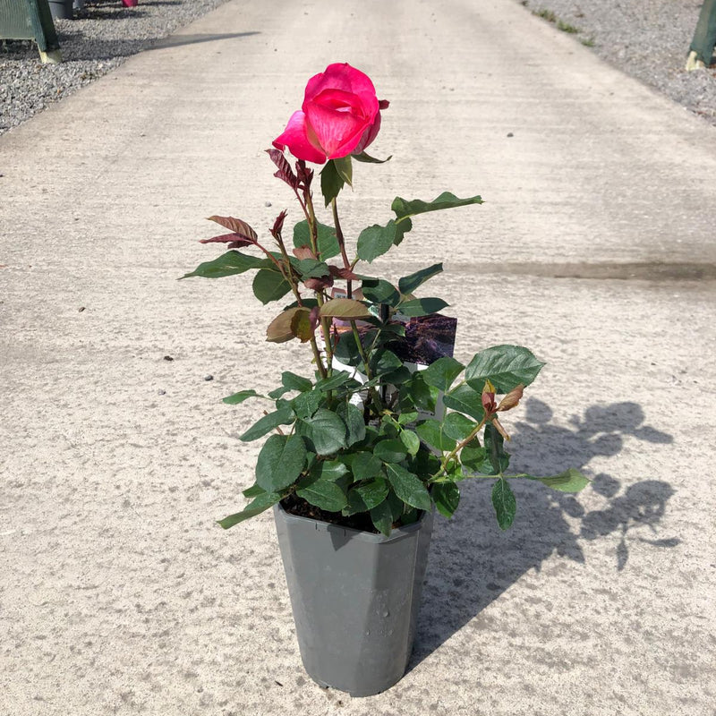 Rose Rose Goujard 3 Litre Pot