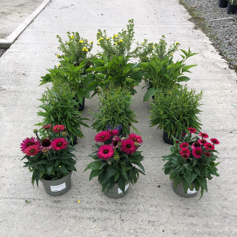 12 x Late Summer Flowering Perennial Border Pack 3