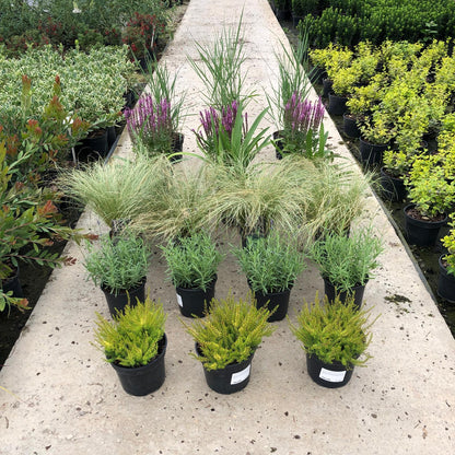 20 x Drought Tolerant Border Pack 2