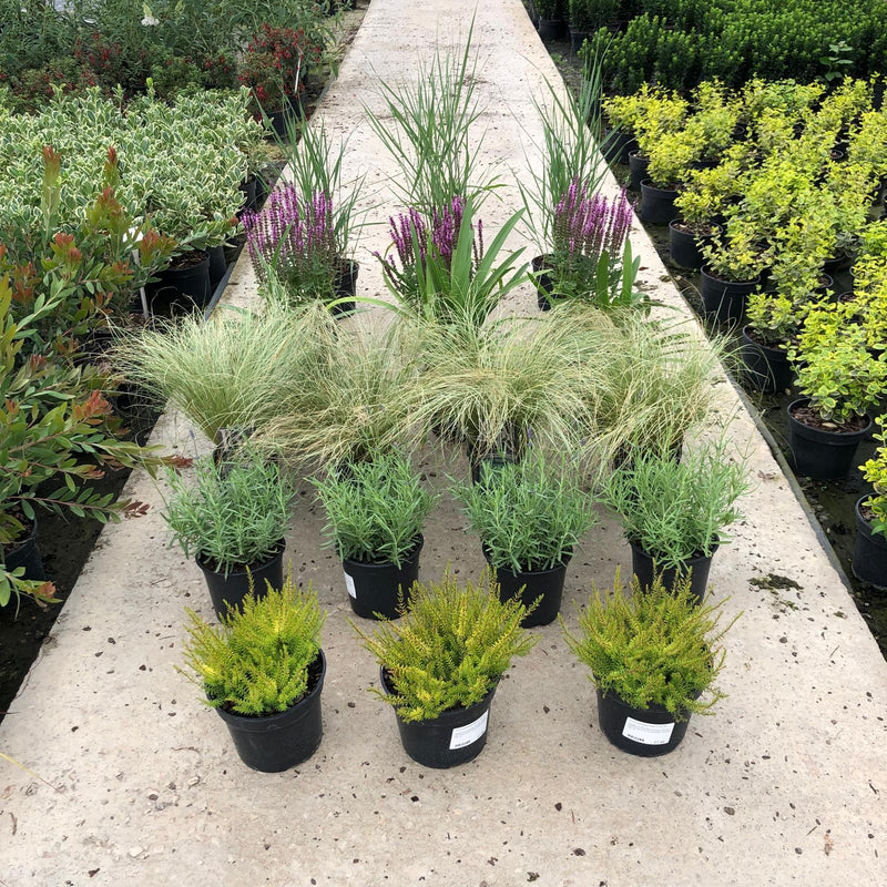 20 x Drought Tolerant Border Pack 2