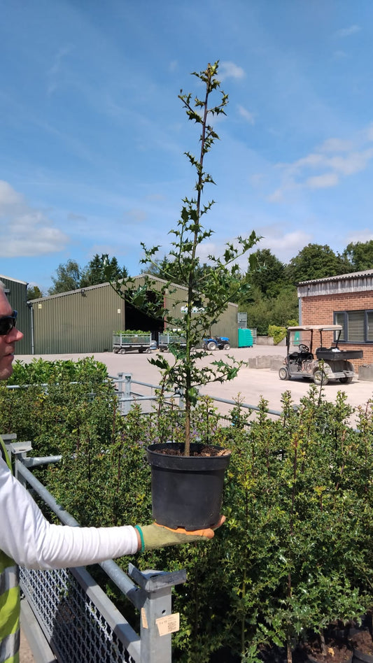 Ilex Aquifolium 5 Litre Pot