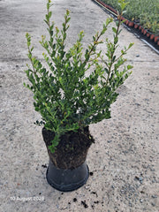 Ilex Crenata Green Hedge 5 Litre Pot