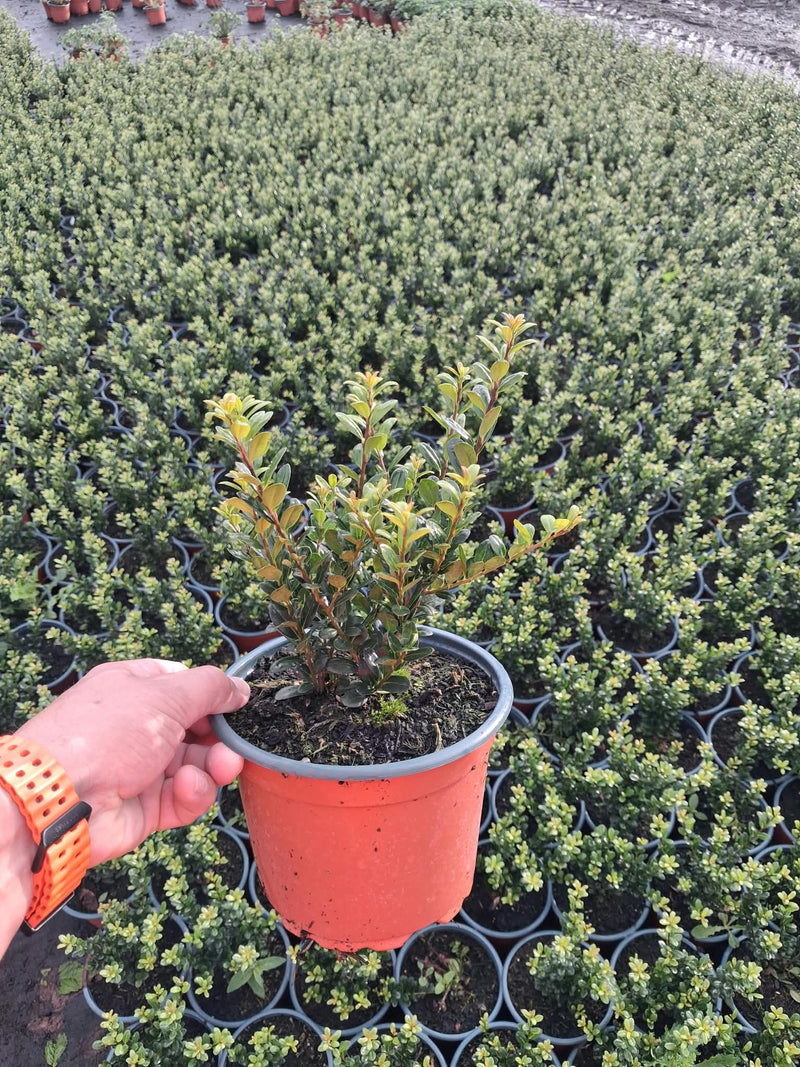 Ilex Crenata Hedging Jenny 2 Litre Pot