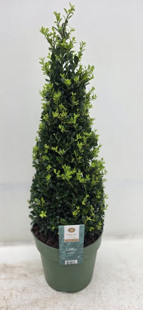 Ilex Crenata Jenny Cone 2 Litre Pot 35-40cm