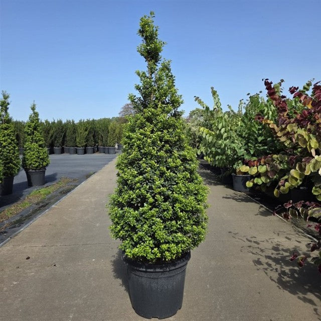Ilex Crenata Maxima Cone 30 Litre Pot 100-125cm