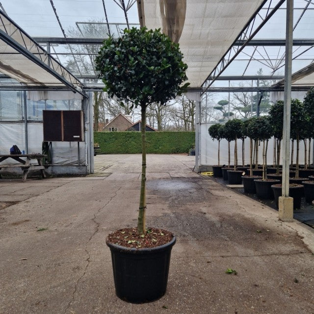 Ilex Meserveae Blue Maid 1/2 Standard 35 Litre Pot