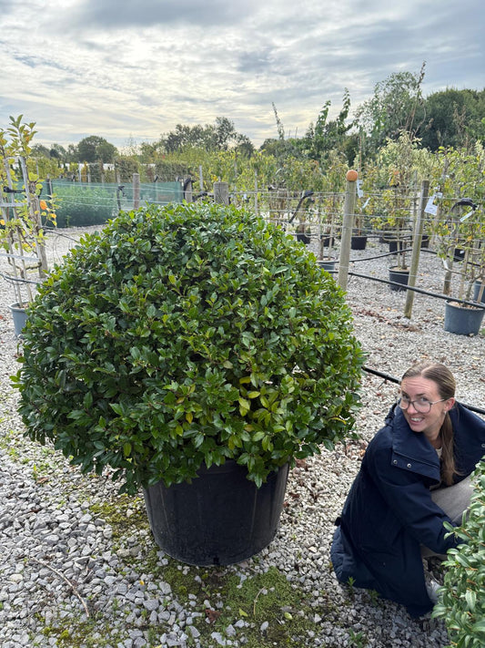 Ilex Meserveae Blue Maid Topiary Ball 100cm 150 Litre Pot