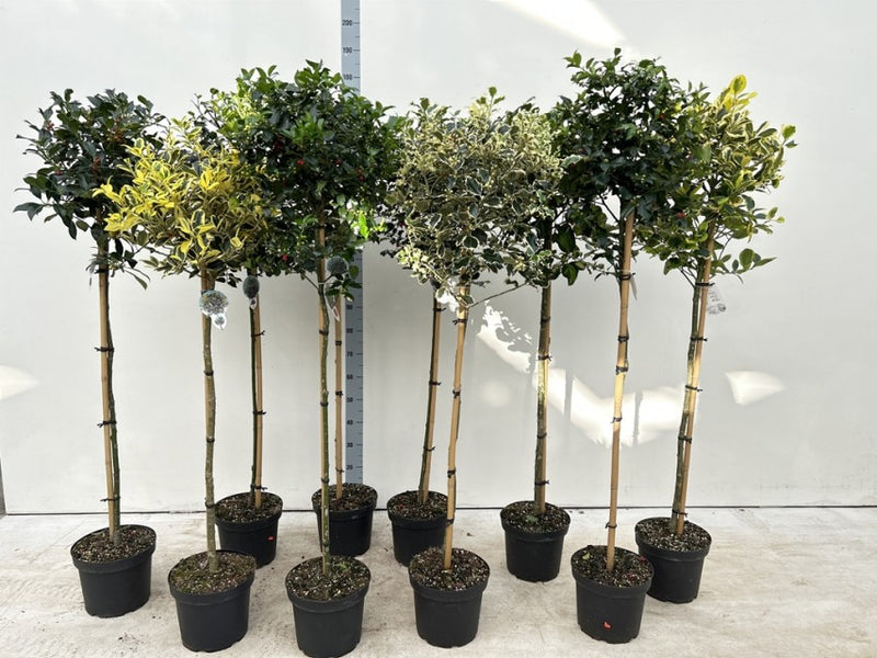 Ilex Meserveae Golden King 1/2 Standard 7.5 Litre Pot