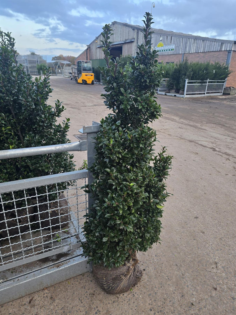 Ilex mes. Heckenfee 100/120cm Root Ball Delivery from October