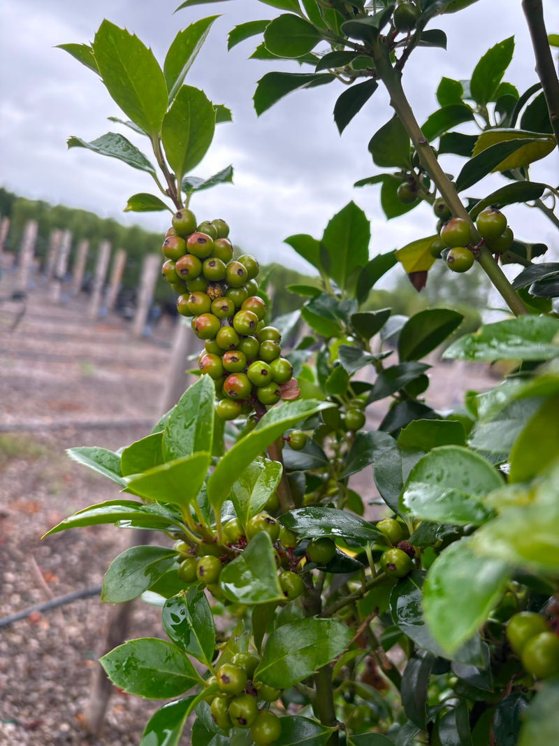 Ilex mes. Heckenfee 160-180cm 55 Litre pot