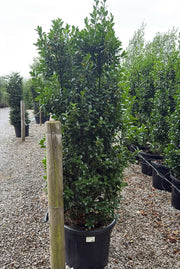 Ilex mes. Heckenfee Instant Solitaire 170-180cm 90 Litre Pot