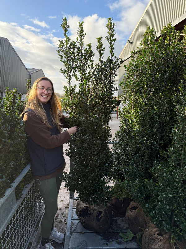 Ilex mes. Heckenpracht 160/180cm Bushy Root Ball Delivery from October