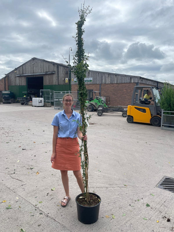 Jasmine Nudiflorum 20 Litre Pot 200-250cm