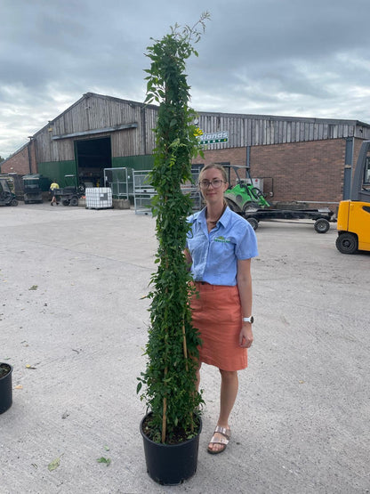 Jasmine Officinale 20 Litre Pot 175-200cm