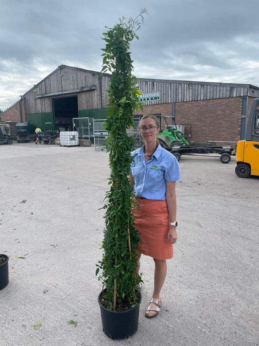 Jasmine Officinale 20 Litre Pot 175-200cm