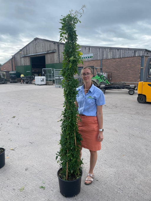 Jasmine Officinale 20 Litre Pot 175-200cm