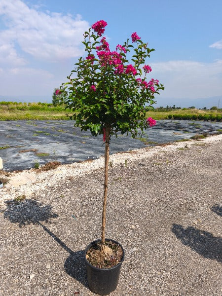 Lagerstroemia Indica 18 Litre Half Standard