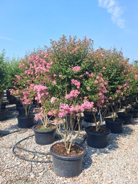 Largerstroemia Indica Multi-Trunk Parachute 55 Litre 200-250cm