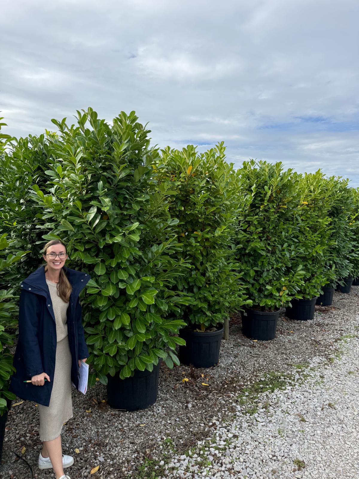 Laurel Hedging Specimen Clipped 230/240cm Tall & 100/120 Wide Pot Grown