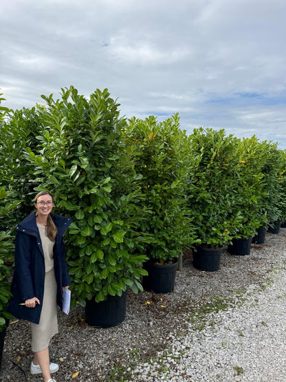 Laurel Hedging Specimen Clipped 230/240cm Tall & 100/120 Wide Pot Grown