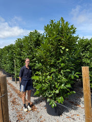 Laurel Hedging Specimen Clipped 230/240cm Tall & 100/120 Wide