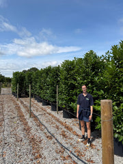 Laurel Hedging Specimen Clipped 230/240cm Tall & 100/120 Wide