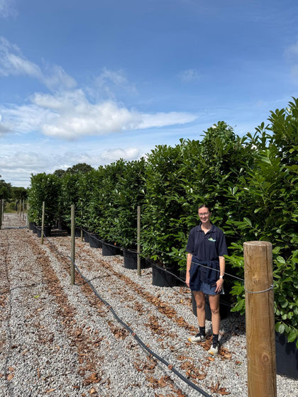 Laurel Hedging Specimen Clipped 230/240cm Tall & 100/120 Wide
