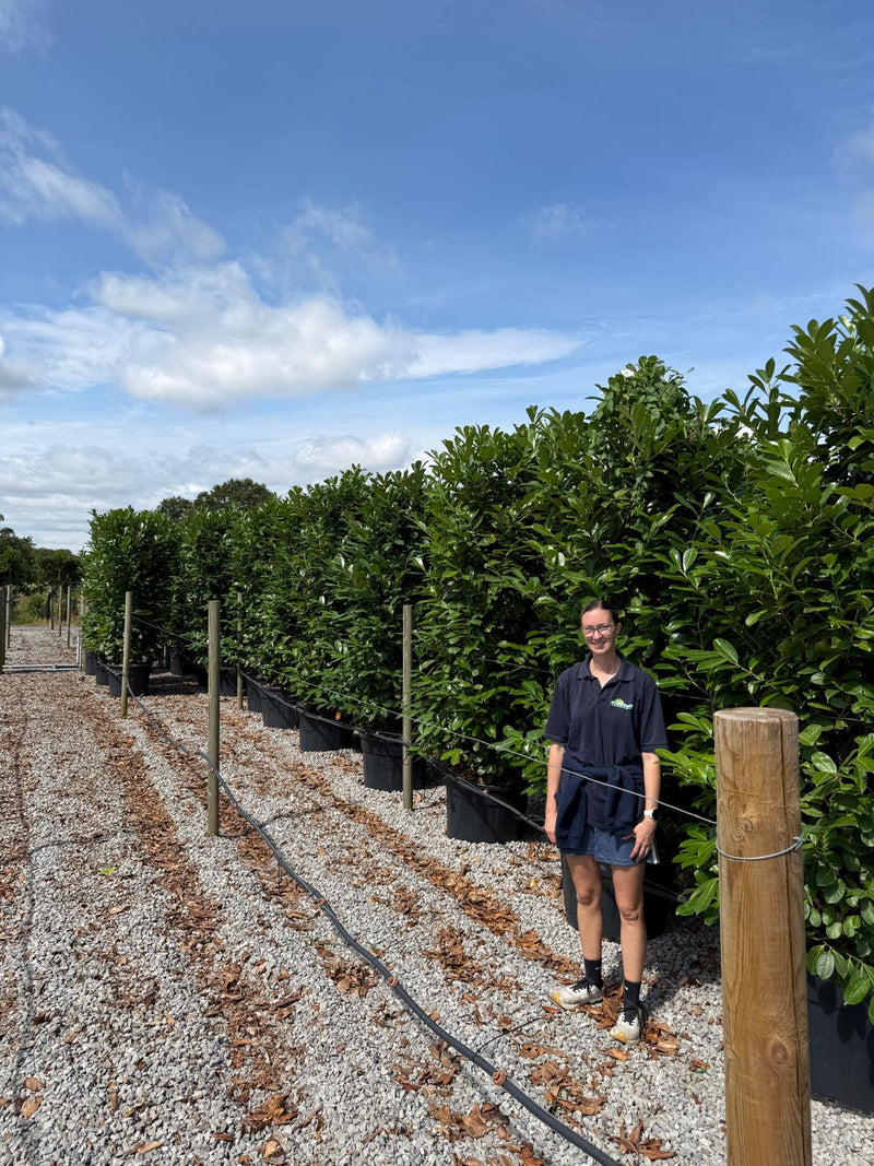Laurel Hedging Specimen Clipped 230/240cm Tall & 100/120 Wide